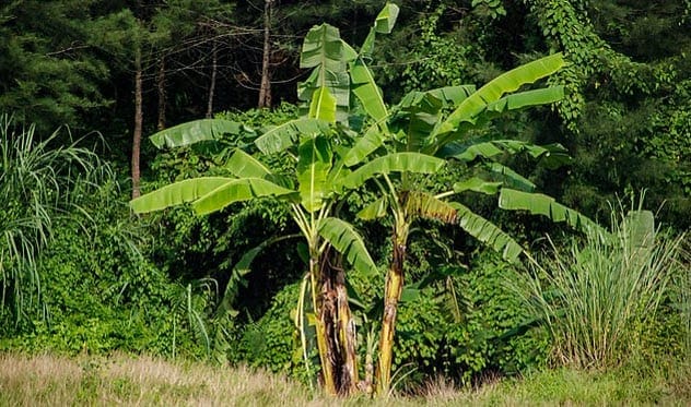 Banana plants in a field