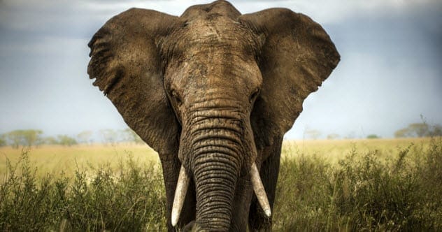 Ivory Products