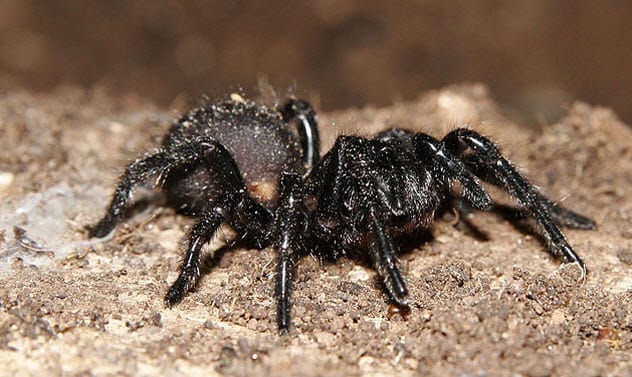 Sydney Funnel-Web Spider