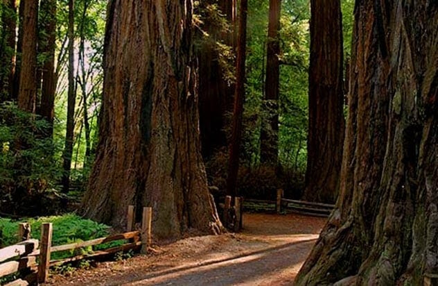 Henry Cowell Redwoods Park