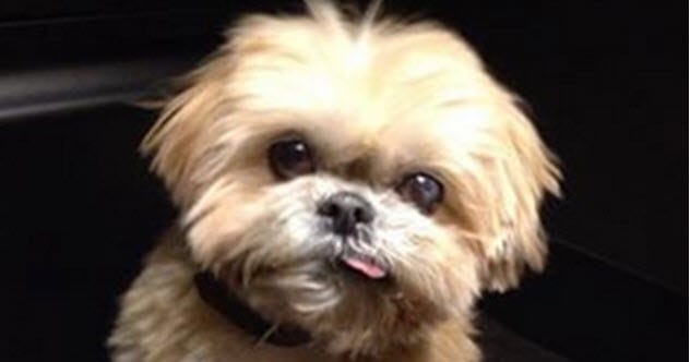 Dog Adoptions