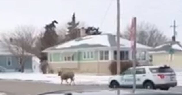 A cow being chased by police officers in Grand Island, Nebraska.