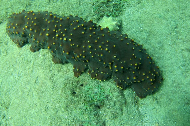 Sea cucumber ejecting its organs