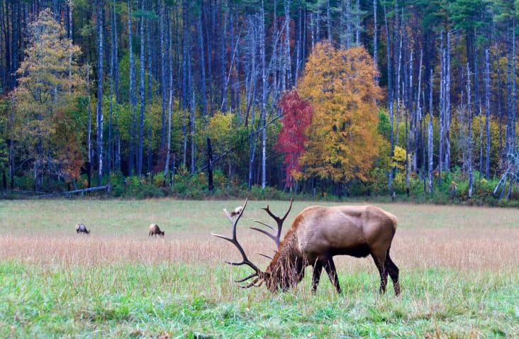 Elk in a yard