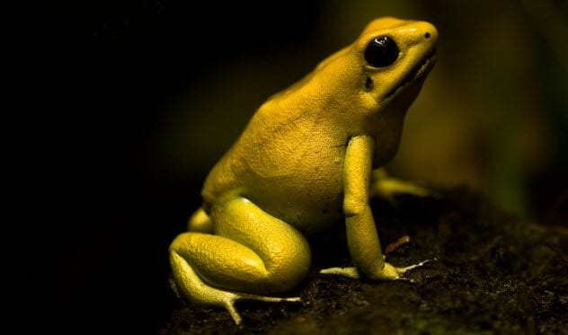 Golden Poison Dart Frog
