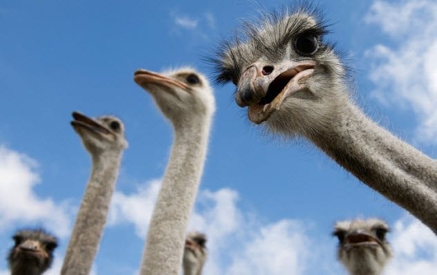 Ostrich feathers used in car manufacturing