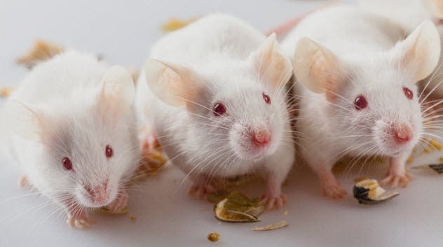 Mice losing body fat