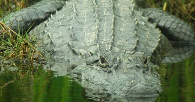 Imelda Freed America’s Biggest Alligator