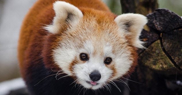 Cute red panda