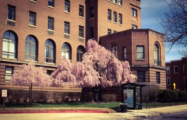 Japanese weeping cherry trees outside Union Memorial Hospital, one reportedly donated by Al Capone.