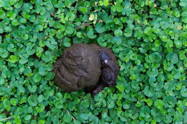 Dog Poop