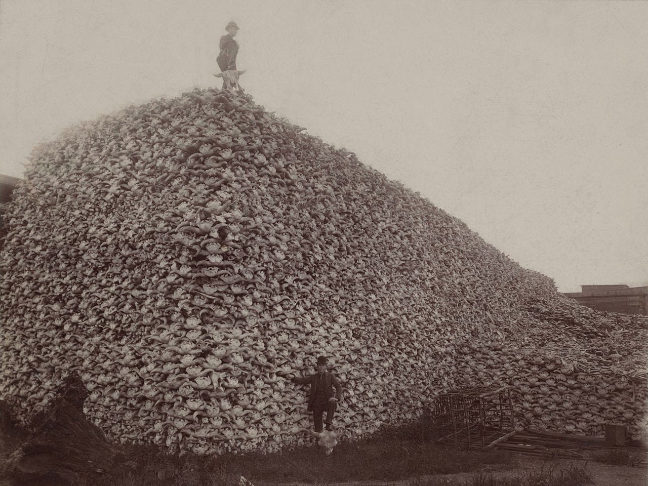 Mountain of bison skulls