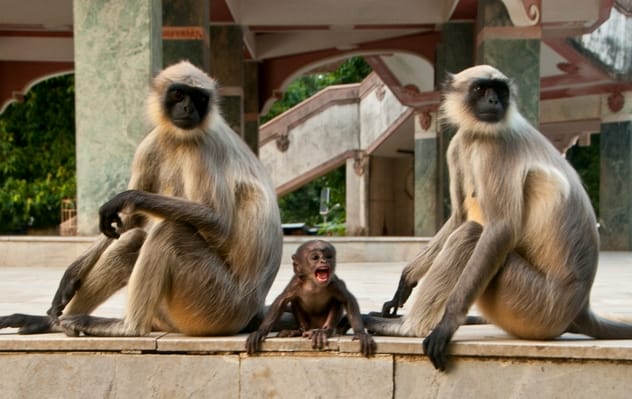 Hanuman langur