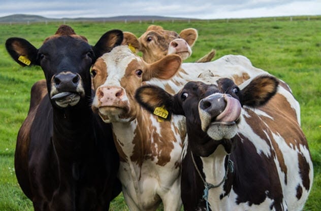 Cows in a Field