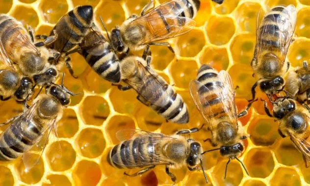 Honeybees diligently working on a honeycomb filled with golden honey
