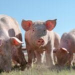 10 Astounding Pig Experiments: Science’s Surprising Ally