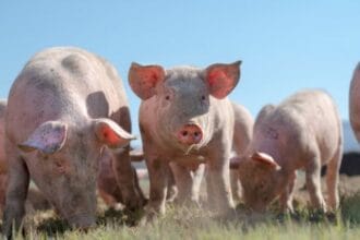 10 Astounding Pig Experiments: Science’s Surprising Ally