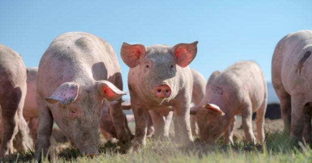10 Astounding Pig Experiments: Science’s Surprising Ally