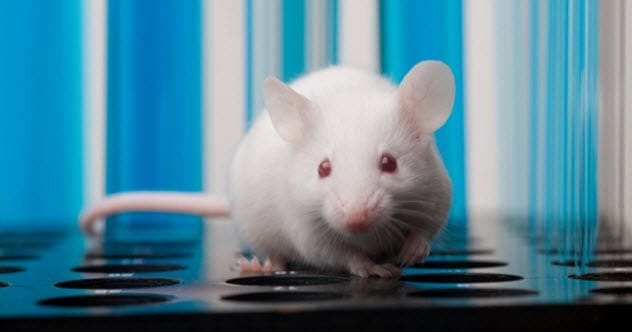 Lab mouse in a research setting