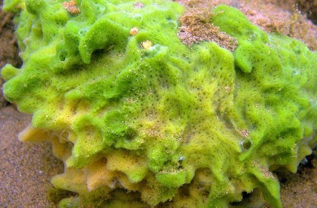 Natural sea sponges as tampons