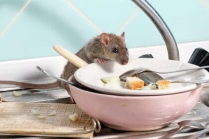 Top 10 Hilarious Insurance Scams That Got Busted!