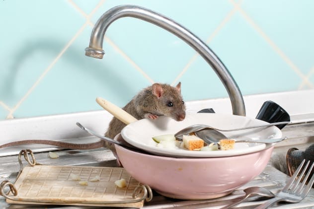 Mouse in Soup Scam