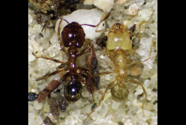 6-Pheidole_dentata-old-young