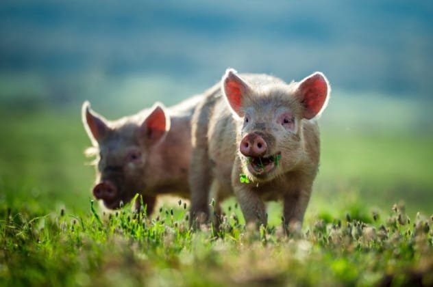 Cute piglets