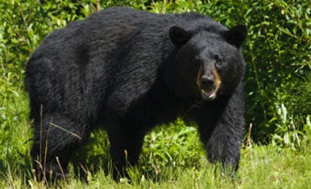 Pet Bear