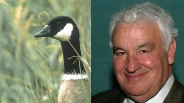 goose