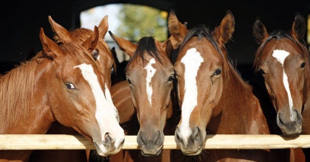 Arab horses in a stable