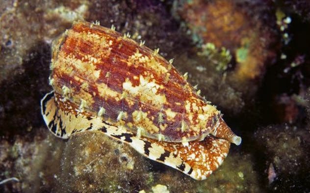 Geography Cone Snail