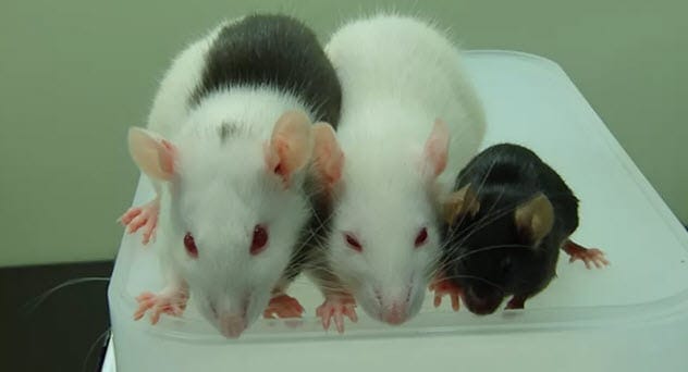 Rats detecting landmines