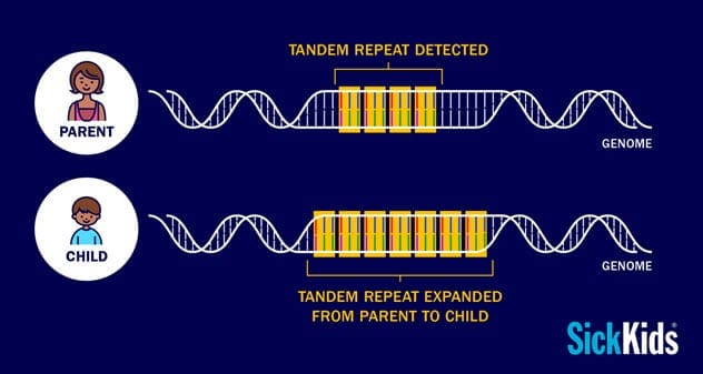 DNA structure with tandem repeats