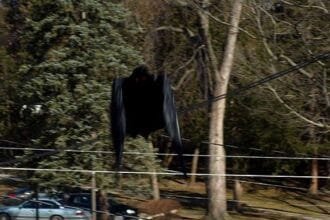 Mothman: 10 Eerie Facts About the Legendary Winged Cryptid