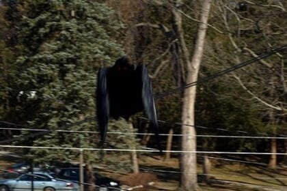 Mothman: 10 Eerie Facts About the Legendary Winged Cryptid