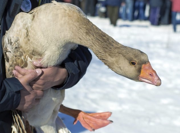 Goose Pulling