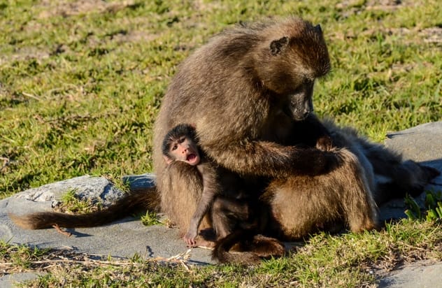 Chacma baboon