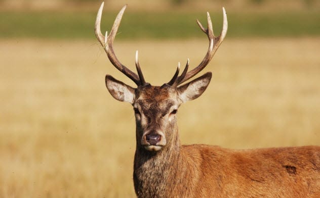 Deer regrowing antlers