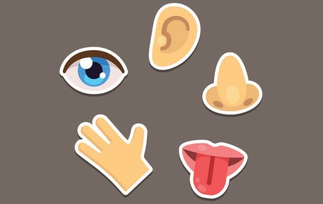Human Senses
