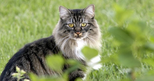 Ernest Hemingway's six-toed cat Snowball