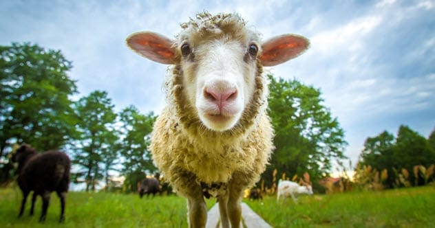 Sheep looking at a picture of a face