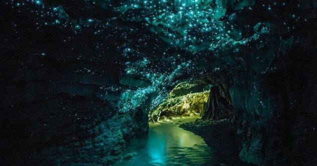 Glowworms attracting insects with light