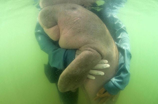 A baby dugong swimming near the surface, highlighting the need for non-invasive monitoring