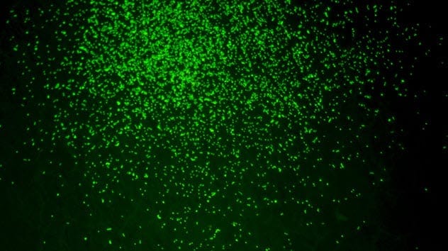 Petri dish with revived microbes