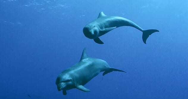 Bottlenose dolphins creating mud nets