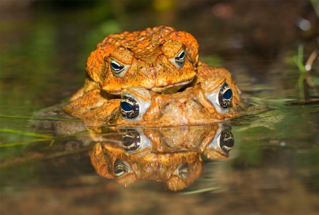 A cane toad, representing an invasive species targeted by unique conservation efforts