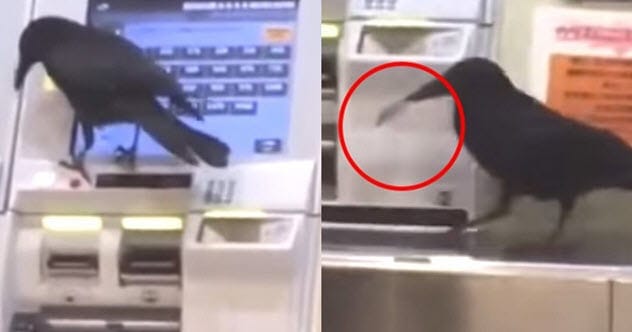 Crow stealing a credit card