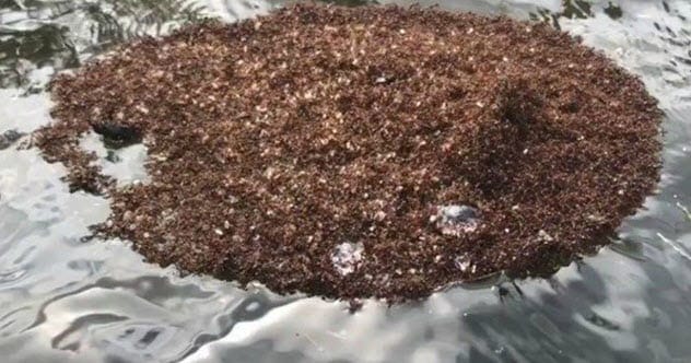 Floating Fire Ant Colonies