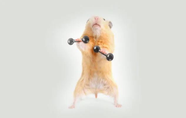 Hamsters fighting in a lab.